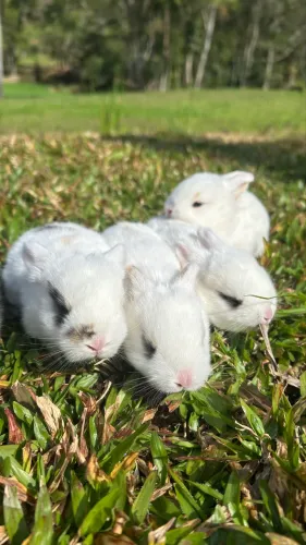 Coelhos Mini loop - filhotes lindos