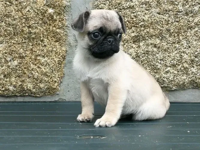 Filhote de Pug Para Quem Busca Um Pequeno Companheiro Cheio de Carisma