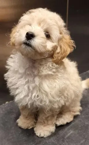 Filhotes de Poodle Disponíveis - Amor e Companhia Para Todos os Momentos