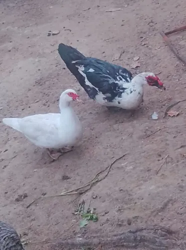 Casal de Patos