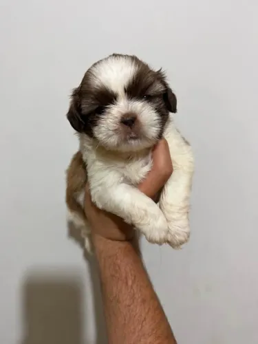 Doa-se Filhote de Shih Tzu - WhatsApp *