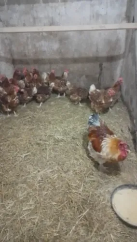 Patos e galinhas