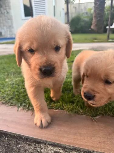 Filhotes de Golden Retriever