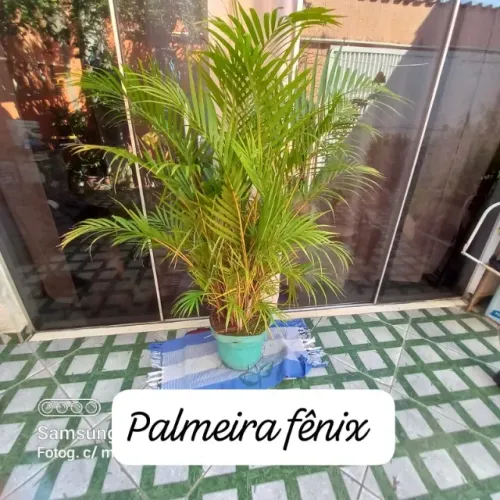 Plantas