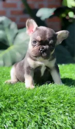 Filhote Bulldog Francês Exótico 