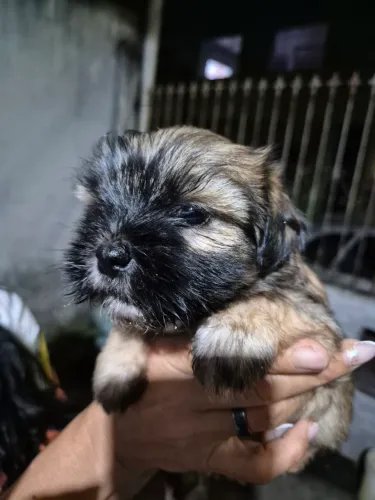 Shih tzu femea