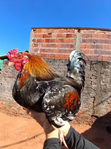 Galo adulto