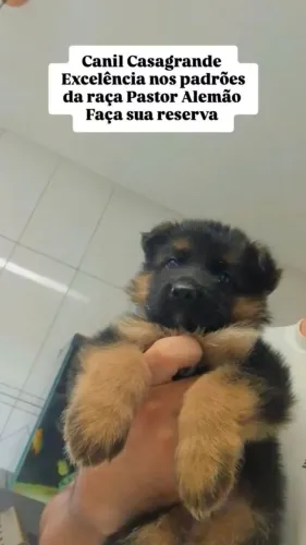 Filhotes de Pastor com Pedigree 