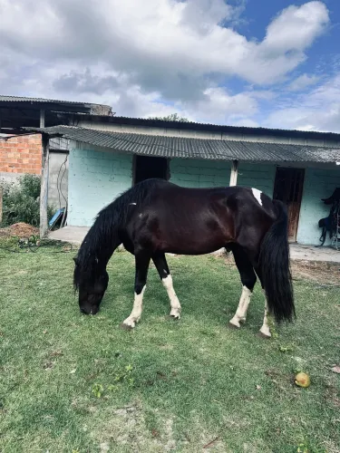 Cavalo