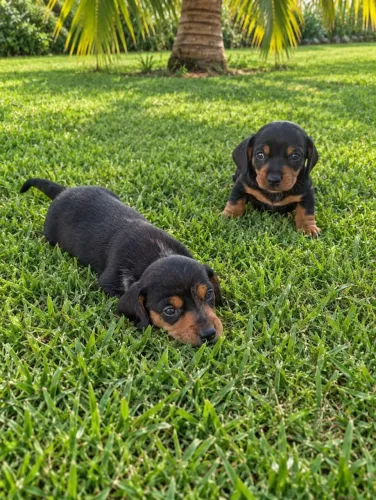 Filhotes salsichinhas ( daschund)