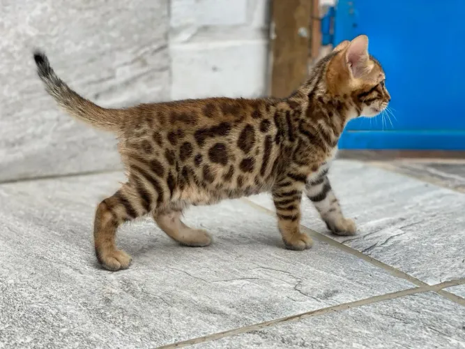Bengal