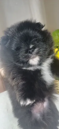 Luluzinho  anao machinho 