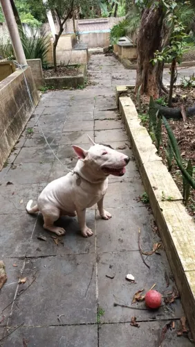 Adoção Bull Terrier 