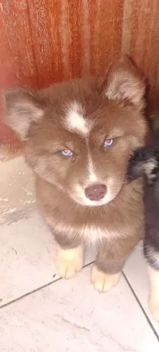 Husky siberiano