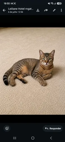 Gatinho adoção responsável 