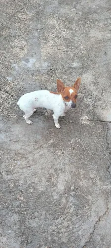 Pinscher