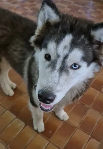 Husky Siberiano para vender