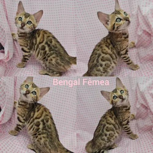 Bengal Rosetas Filhotes Gatil Bsb