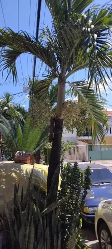 Plantas Palmeiras ?