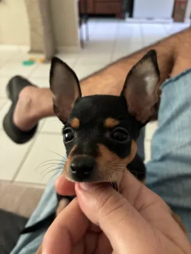 Miniatura Pinscher 0