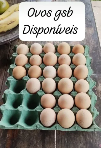 OVOS FÉRTEIS GSB 