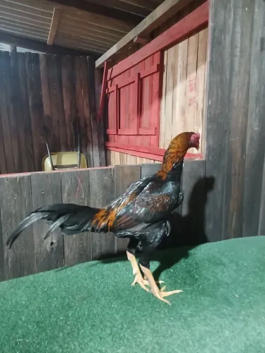 Frangos