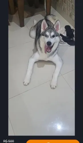 Doação siberiano