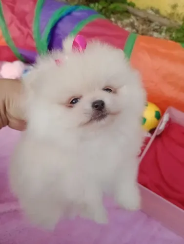Spitz Anã, ursinha, Baby face micro em 10x com pedigree, entregamos interior e Litoral