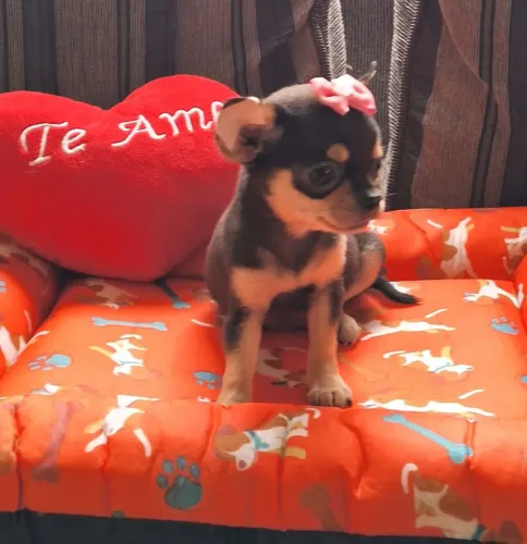 Filhotes de chihuahua MACHO e FÊMEA pêlo curto