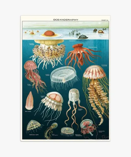 Poster Cavallini 70 x 50 cm importados 6 unidades 