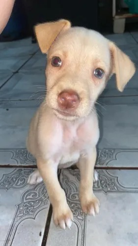 Adoção responsável