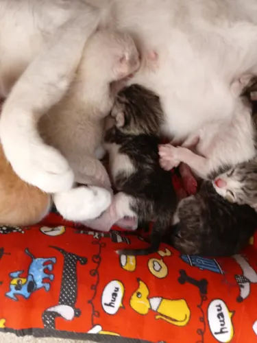 Doação de filhote de gato