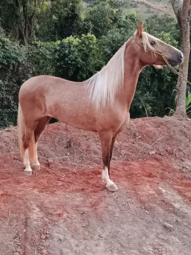 Cavalo mangalarga castrado registrado - 5 anos