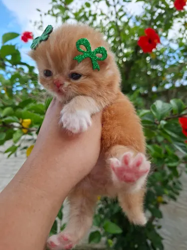 Filhotes de gatinho persa disponíveis 