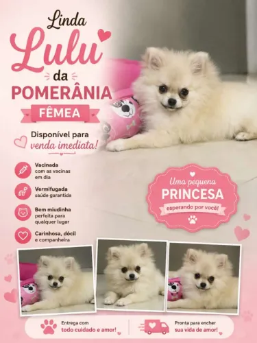 Sptiz alemão  disponível 
