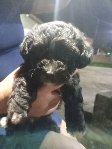 Vendo essa linda cachorrinha 