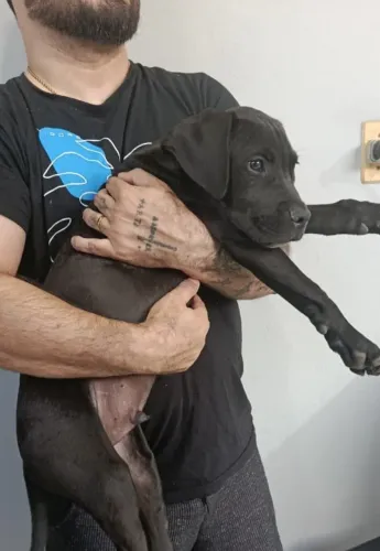 Filhote de cane corso