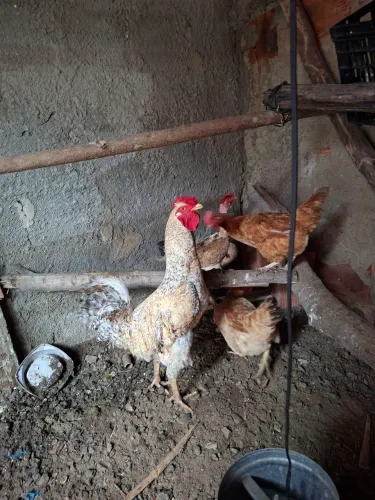 Vendo lote de galinhas ou separadamente