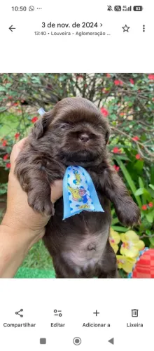 Shitzu macho todo chocolate sólido "FILHOTE"