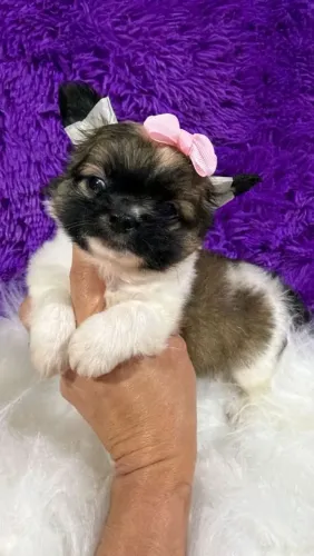 Chihuahua fêmea tricolor. Com uma bela e exuberante pelagem longa!