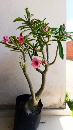 ROSA DO DESERTO - DUPLO ENXERTO
