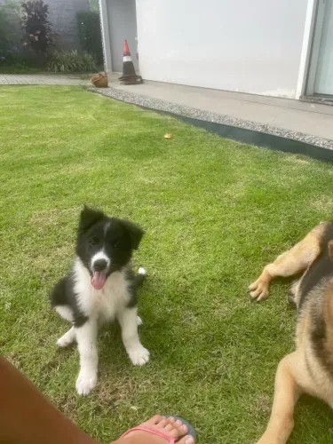 doação filhote de border collie 