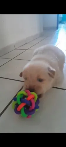 Golden Retriever filhotes