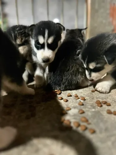 Cachorro husky siberiano filhote 