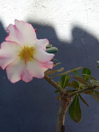 Rosa do deserto