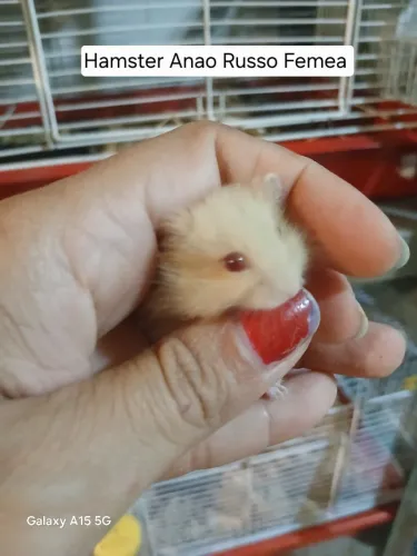 Hamster Anão Russo 
