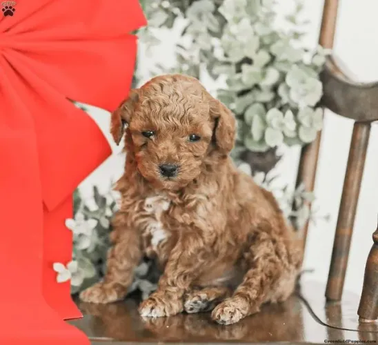 Poodle: inteligência com charme ?
