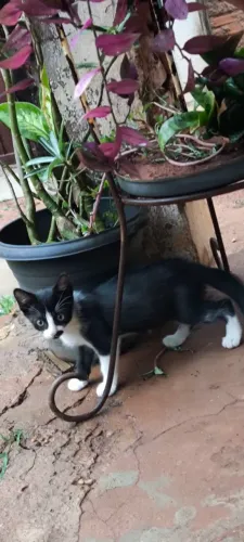 Gatinha femea para adoção