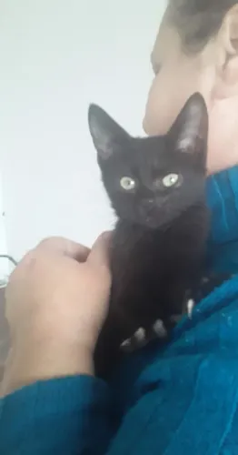 ADOTE lindo gato filhote pretunio 