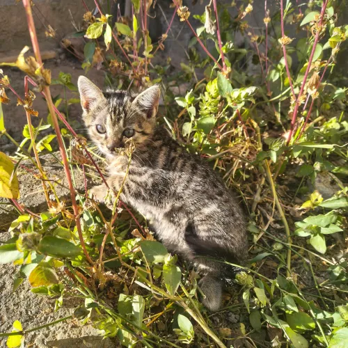 Doação Gatinho